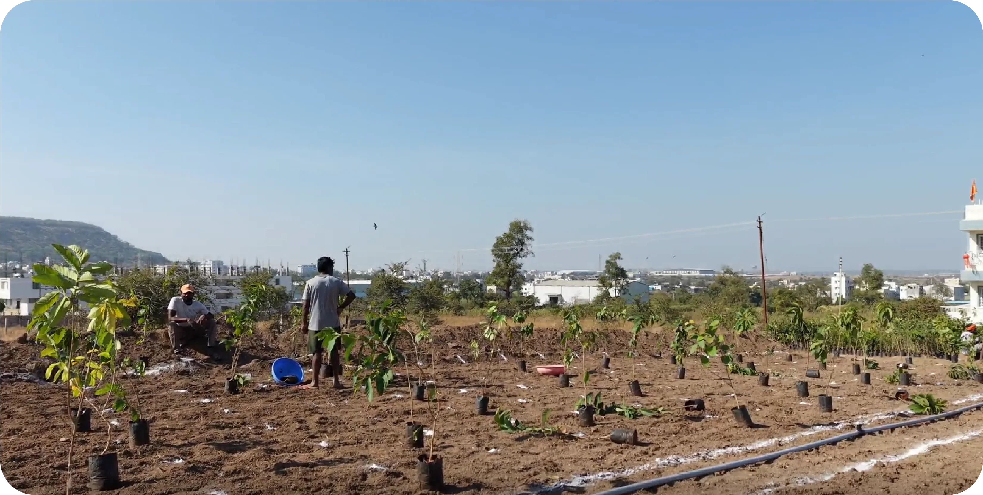 Early-stage Miyawaki plantation site with newly planted native saplings and irrigation setup at Bakori Tekdi